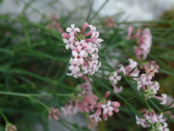 Asperula cynanchica / Stellina comune